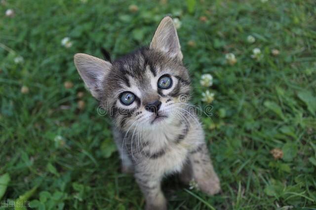 猫咪图片（附：可爱的小猫咪纯图）