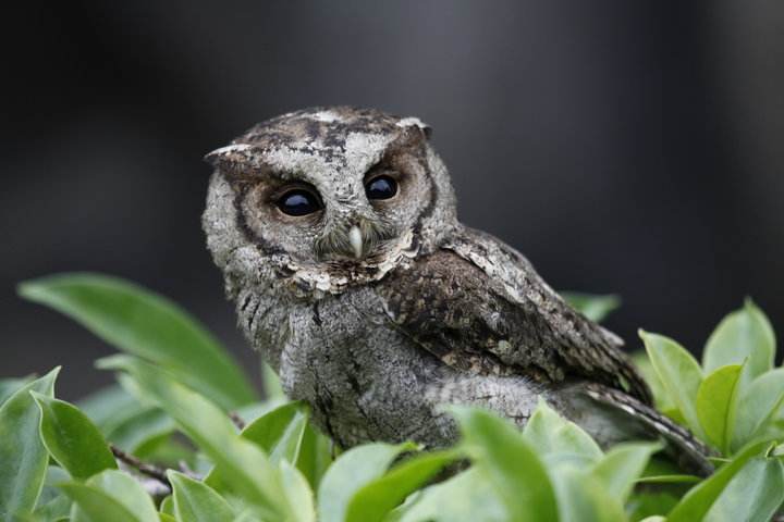 盘点晚上几种恐怖的鸟叫声（了解农村最恐怖的鸟叫声）