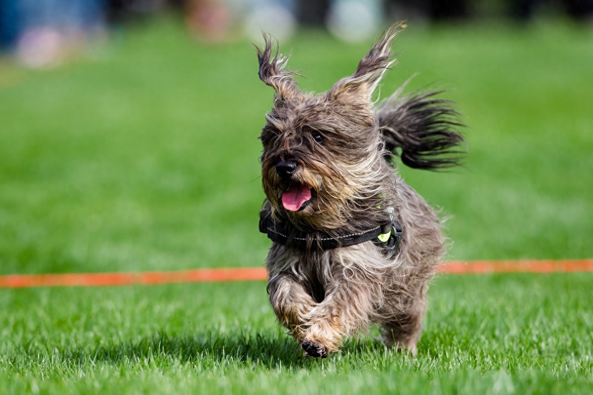 狗狗打嗝是怎么回事（注意：成年狗经常打嗝可能是身体出毛病了）