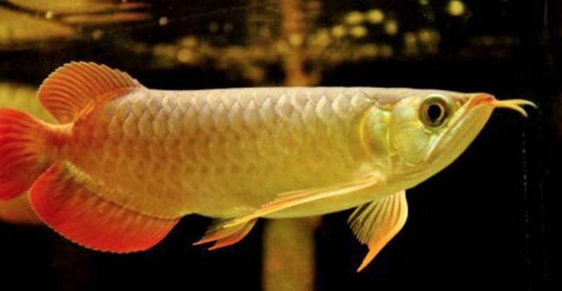 红龙鱼价格多少钱一条（附：20公分红龙鱼价格表）