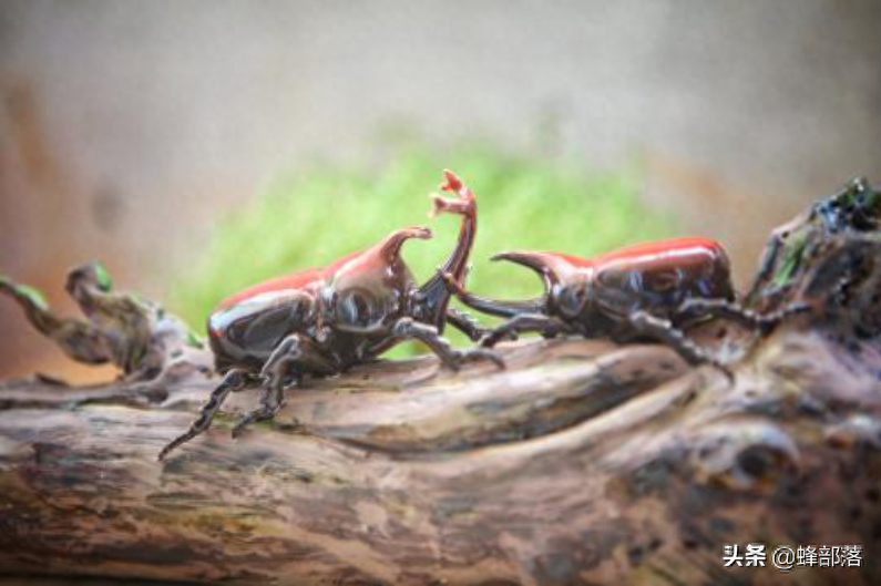 独角仙多少钱一只（注意：独角仙是保护动物哦）