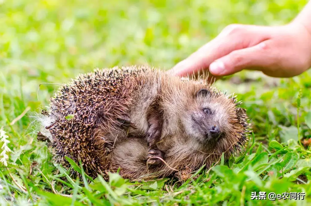 杀一只刺猬判刑多久(中国对刺猬的判刑规定)