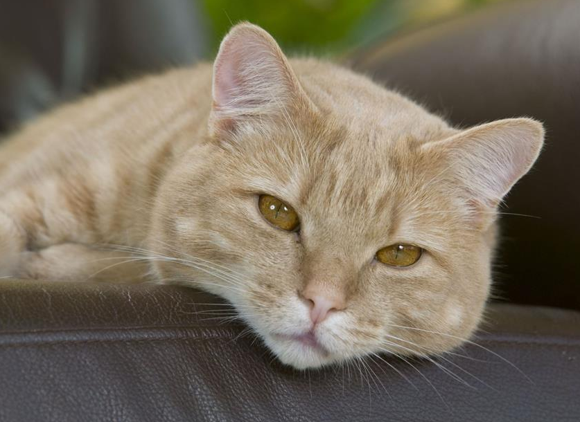 公猫绝育后性格有变化吗（公猫绝育后注意事项及最佳绝育时间）