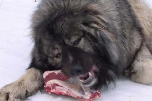 藏獒幼犬要怎么养呢（附：喂养藏獒的注意事项）