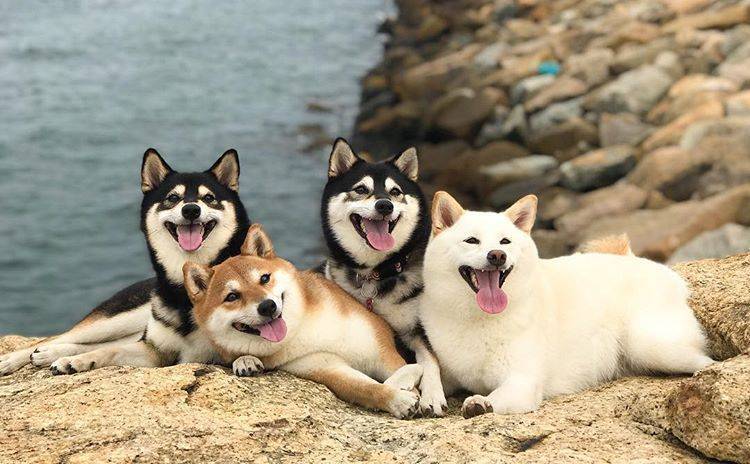 辨别正宗柴犬的6大特征