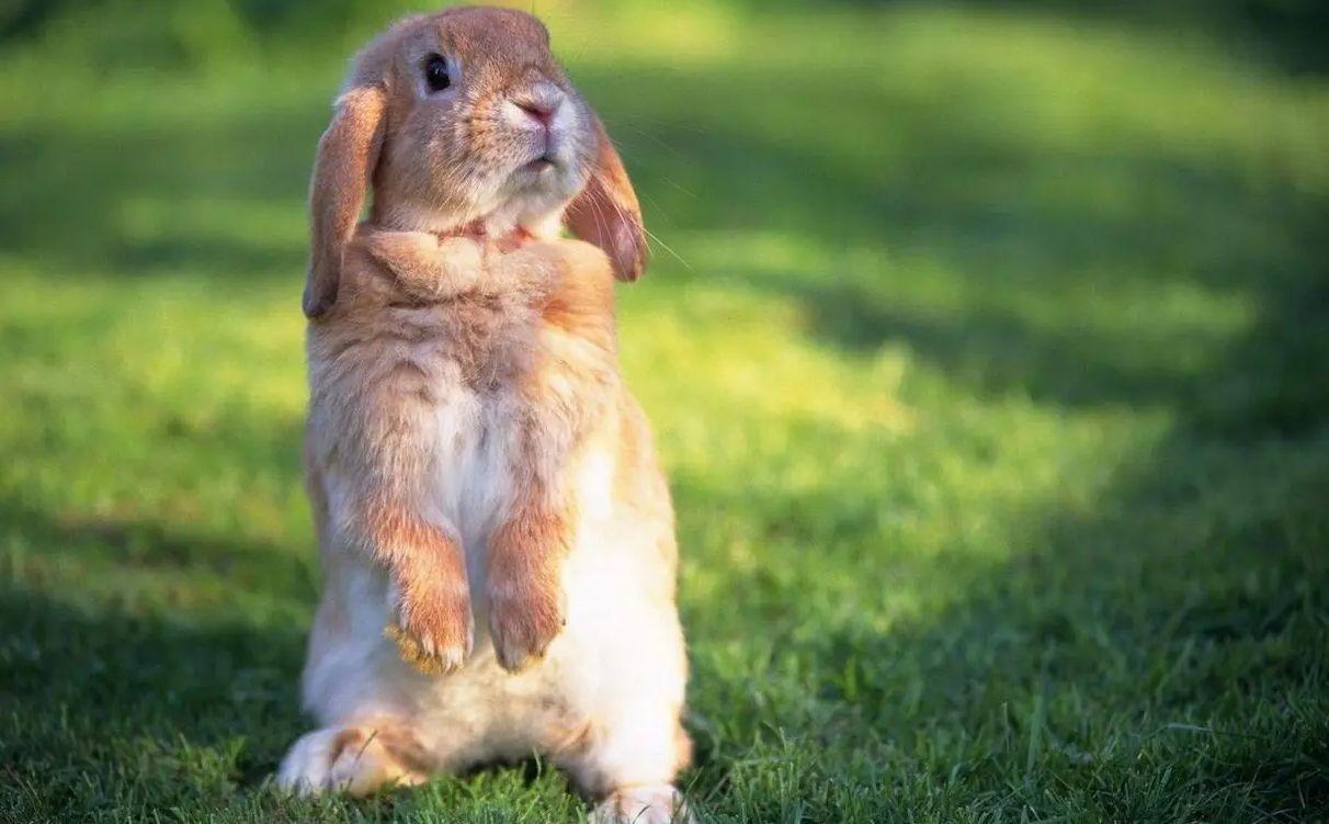 宠物母兔子怀孕多久后能再次生产（兔子怀孕后期要多久生产？要注意什么？）