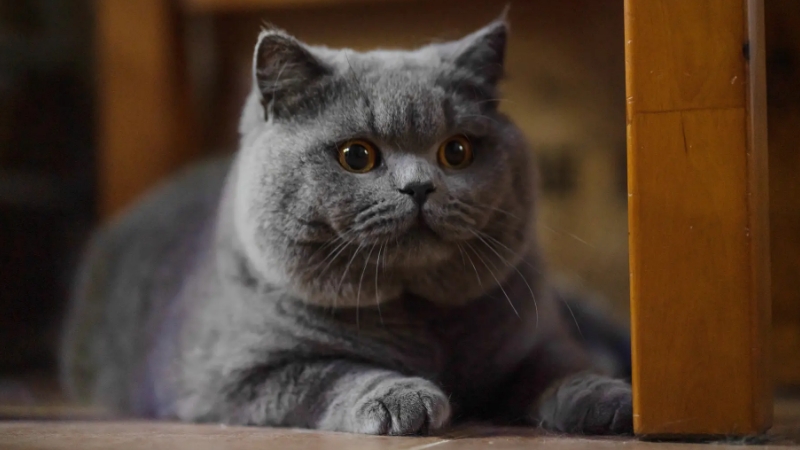 1-10名受欢迎的宠物猫