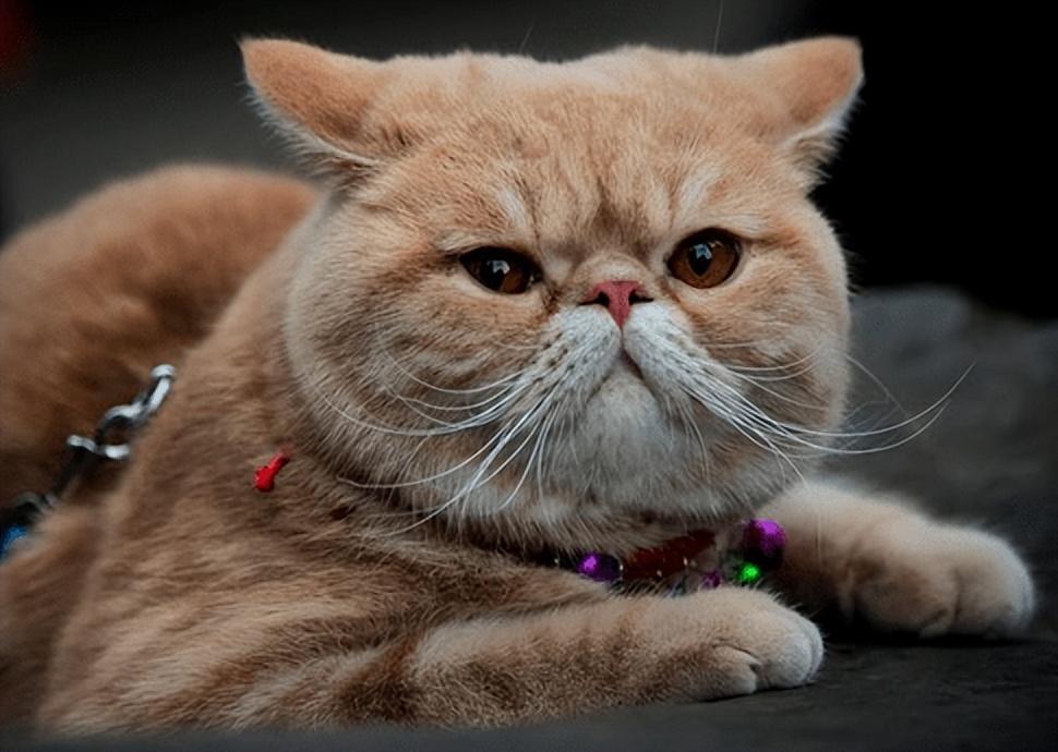 公猫绝育后性格有变化吗（公猫绝育后注意事项及最佳绝育时间）