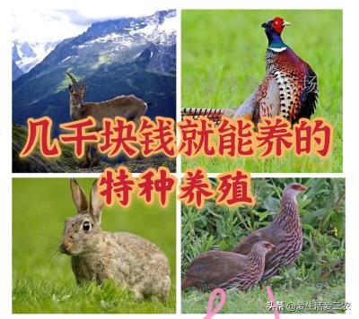 鹧鸪鸡养殖成本（几千元就能养的特种养殖有哪些）