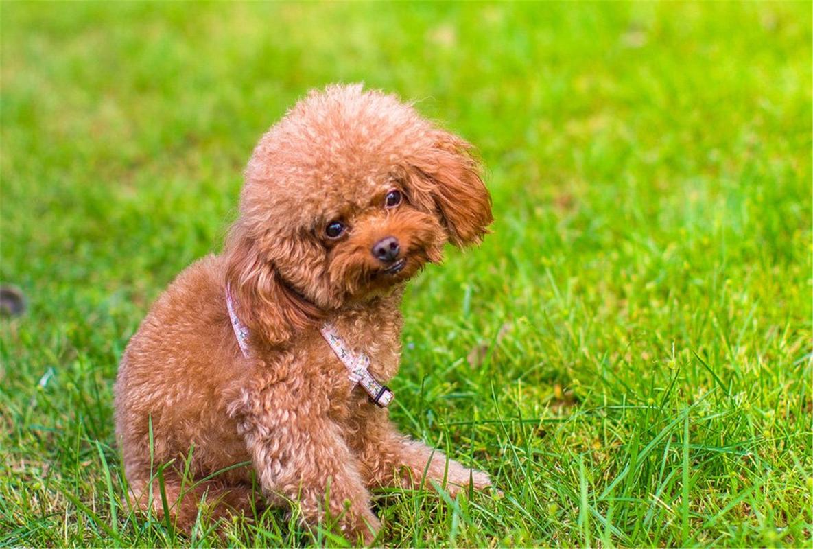 名狗大全狗品种介绍（名犬有哪几种小型犬）