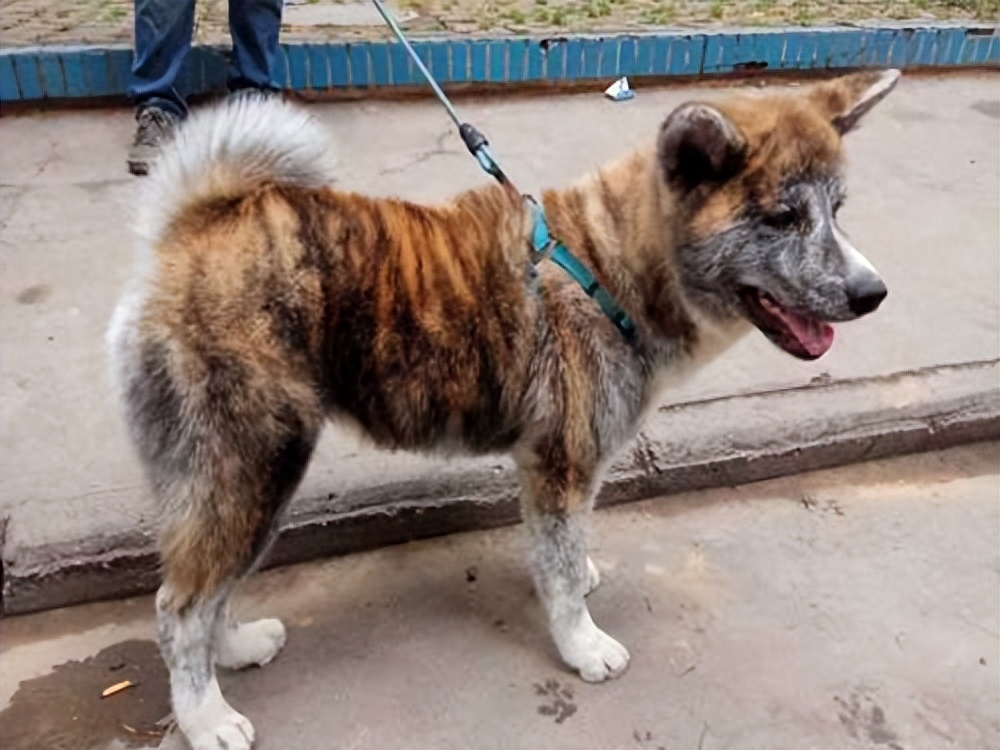 虎斑犬图片有吗（网友：虎斑犬养了就不想换狗了）