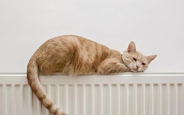 猫一个人在家会抑郁吗(猫一个人在家会无聊吗)