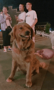 金毛犬的特点及图片（金毛好养吗）