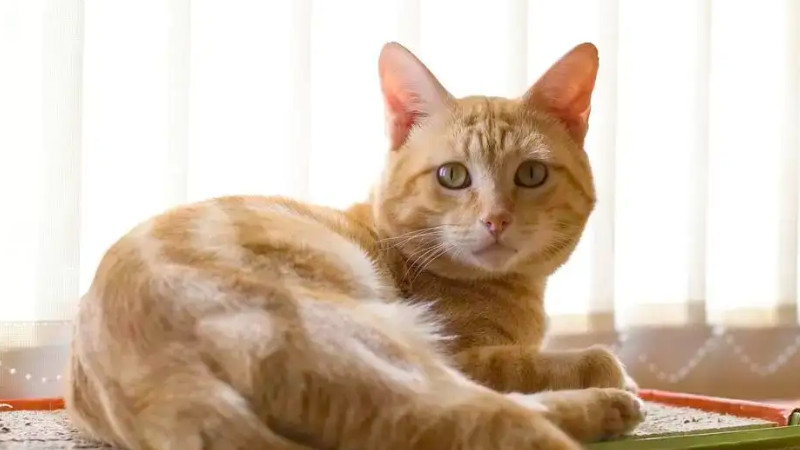 网上的宠主：我后悔给猫绝育了