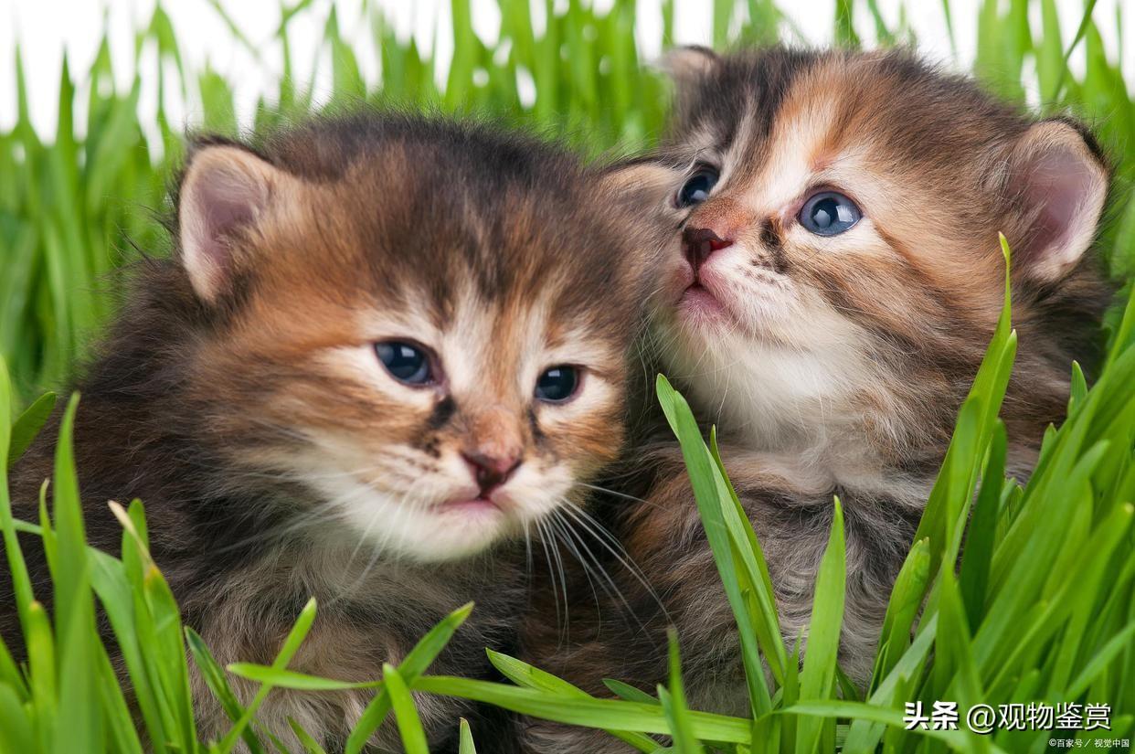 猫没断奶可以抱走吗（会不利于小猫的生长发育和健康）