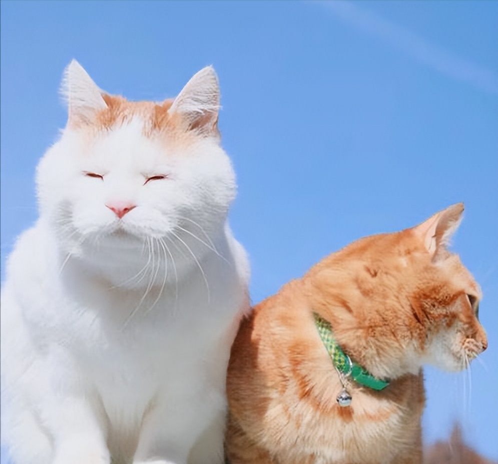 猫应激反应不吃不喝该怎么办吐黄水（猫的应激拒食多久能好）