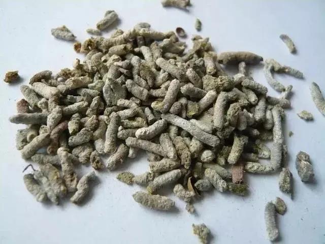 寒号鸟是种什么动物（寒号鸟是鼠类还是鸟类讲解）