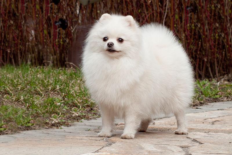 好养的小型宠物犬