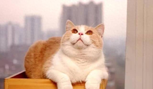 英国短毛猫有哪些（附：英短猫最常见的7种颜色含最新价）