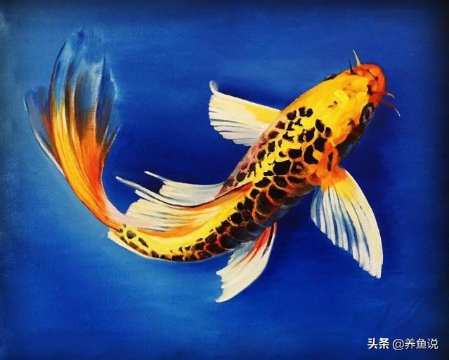 龙凤锦鲤和蝴蝶鲤区分（锦鲤26个品种）