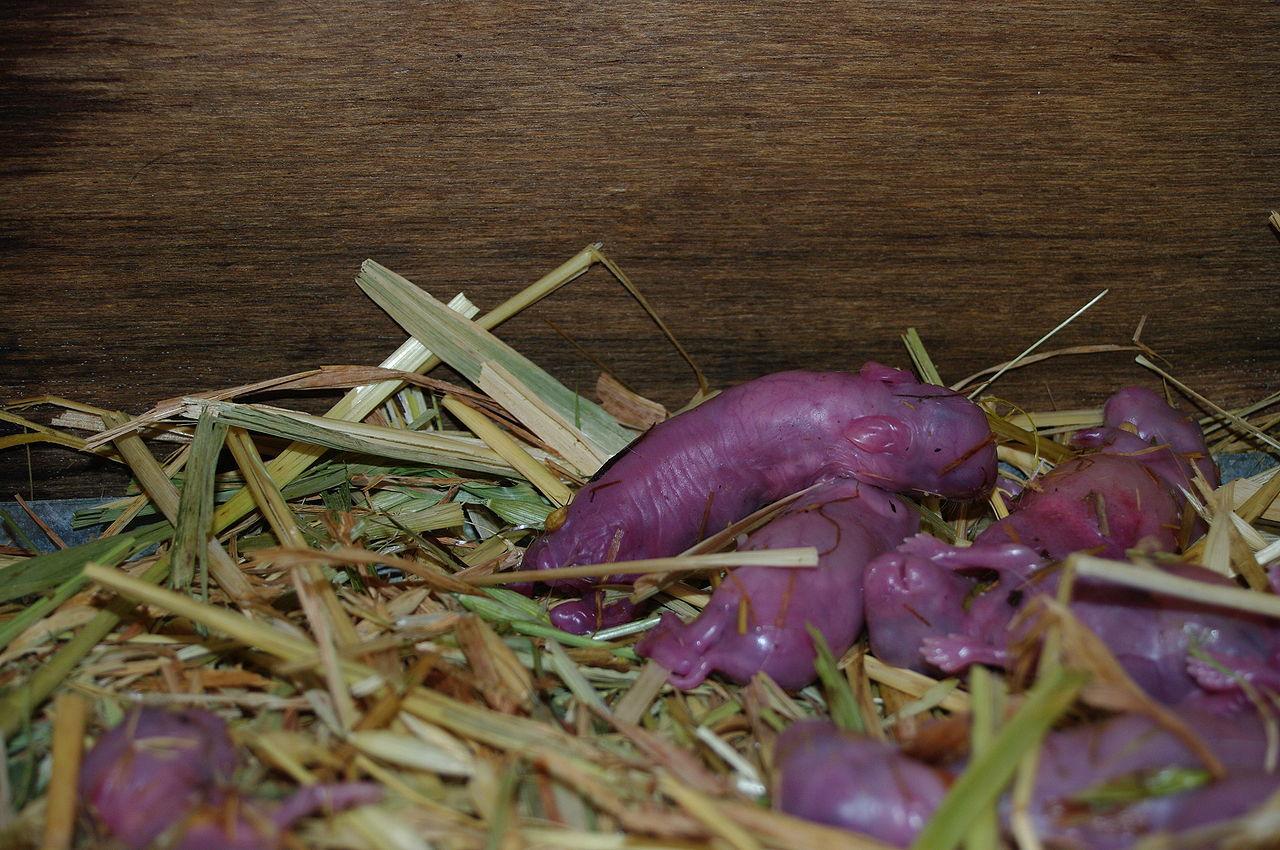 兔子繁殖周期有多久（详解：兔子配种的方法）