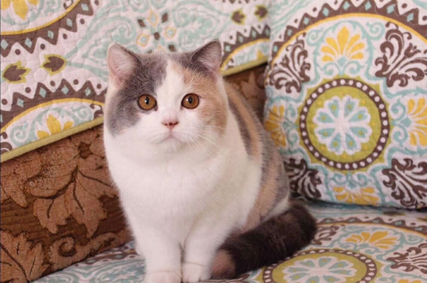 英国短毛猫有哪些（附：英短猫最常见的7种颜色含最新价）