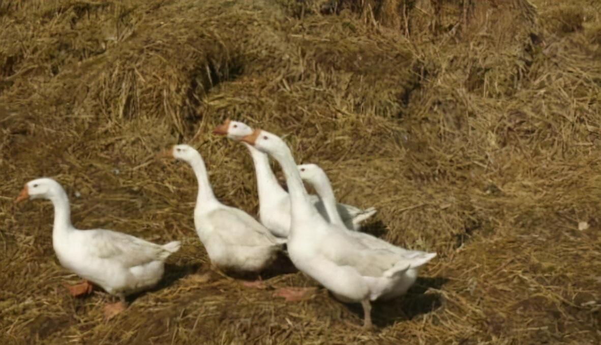 如何让黄鼠狼自己离开（盘点黄鼠狼怕鹅的原因）