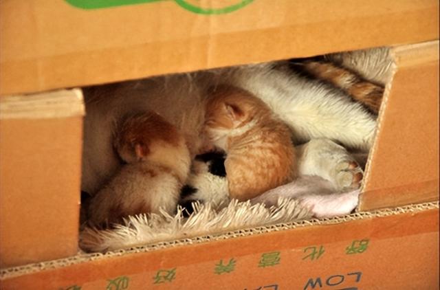 猫生产过程需几个小时(猫生产需要多久时间)