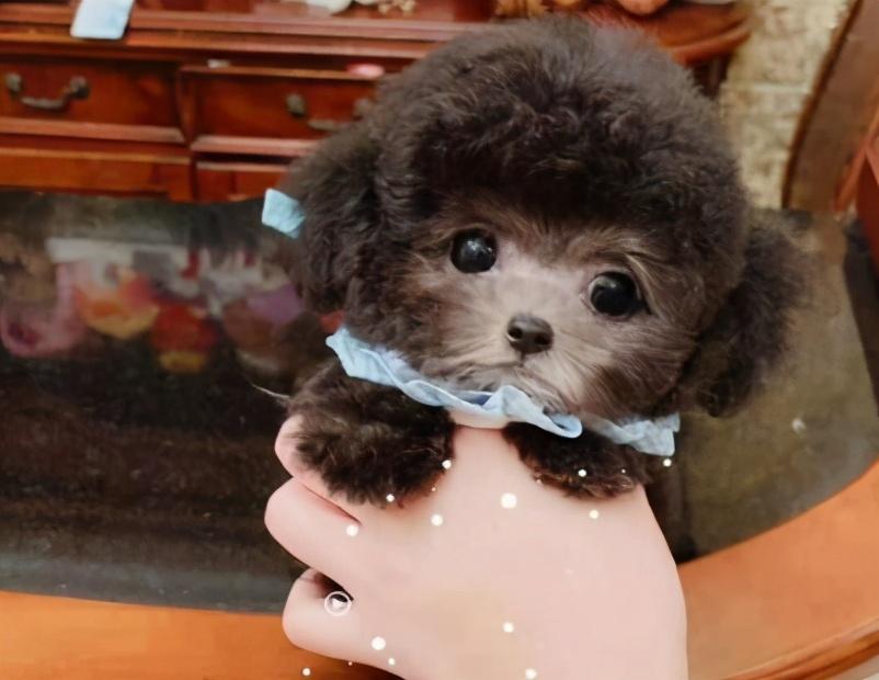 灰泰迪返灰期间禁忌不能吃什么（灰泰迪吃什么帮助返灰）