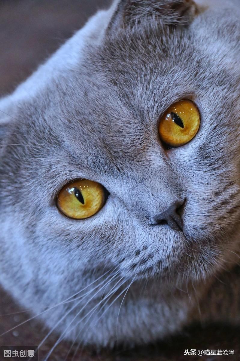 宠物长毛蓝猫多少钱一只啊（蓝猫短毛贵还是长毛贵含价格表）