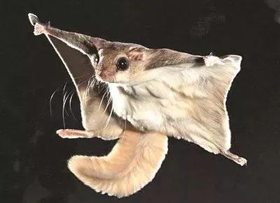 寒号鸟是种什么动物（寒号鸟是鼠类还是鸟类讲解）