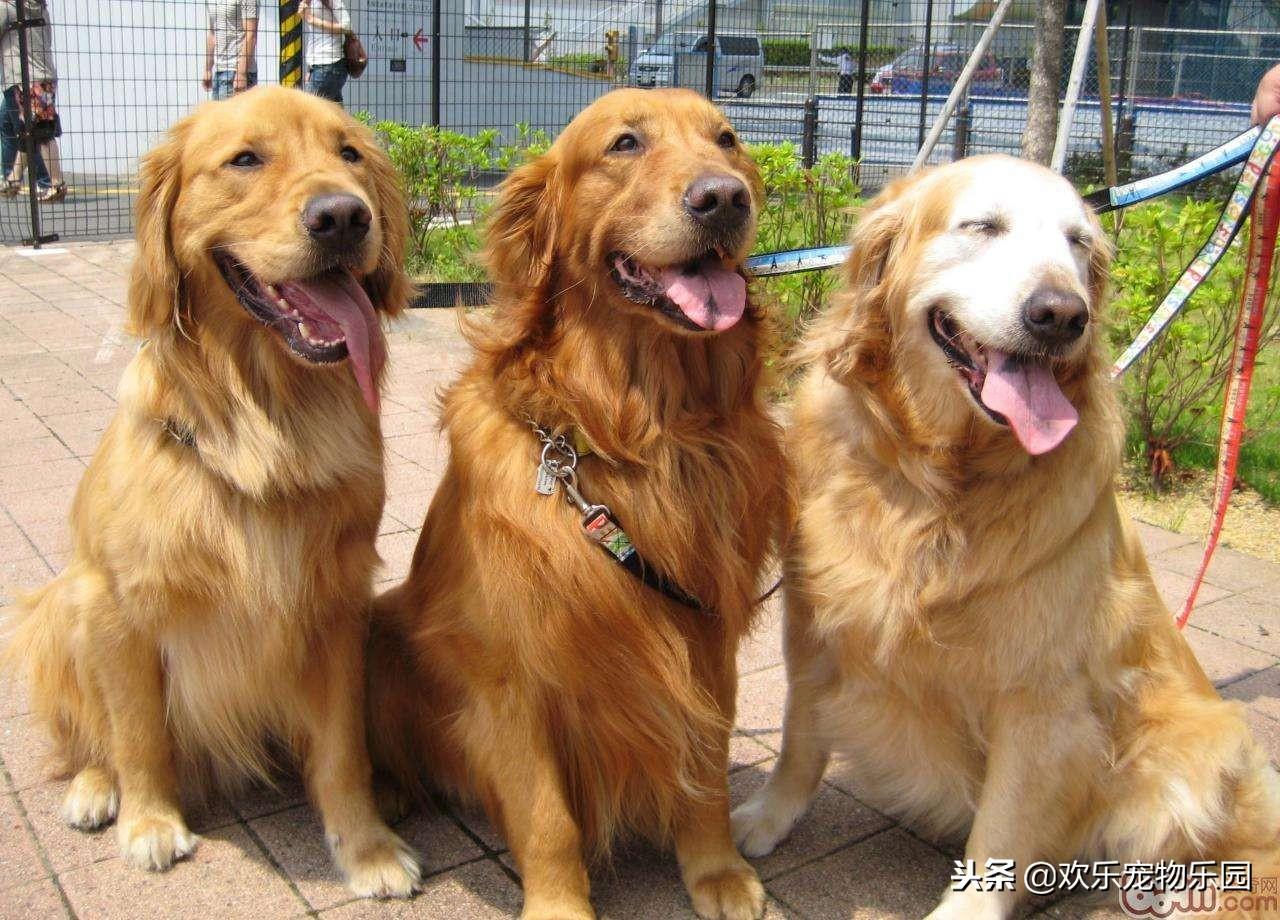 50元以下适合学生养的宠物狗有吗（10元以下的小宠物有吗）