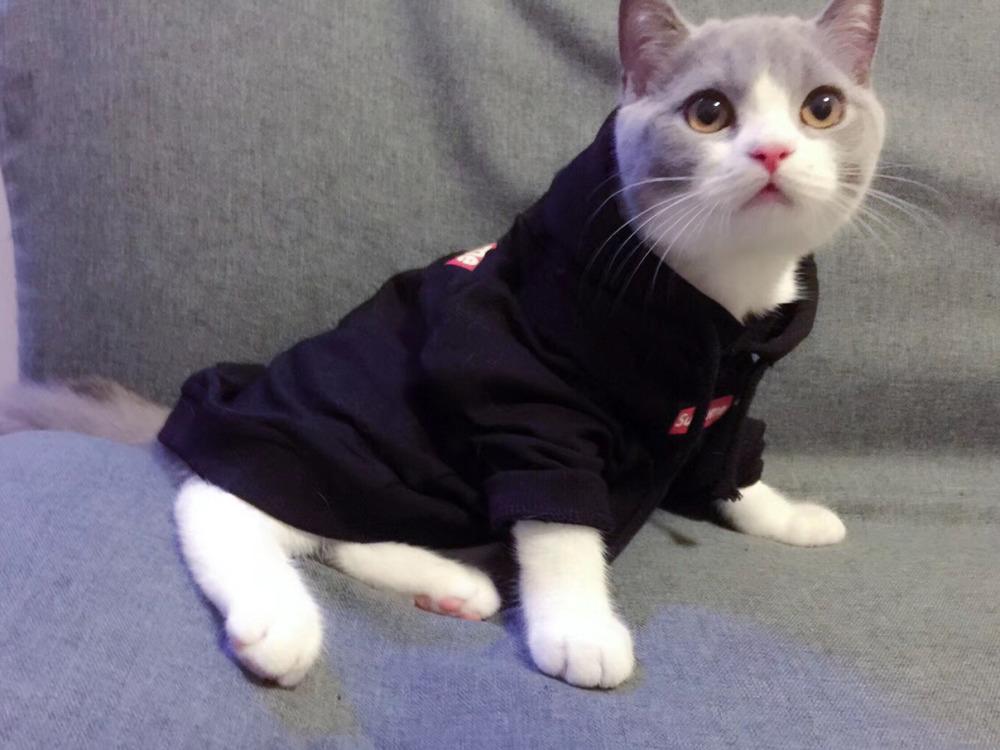 新手养猫必备的东西有哪些（盘点新手养猫必备的10大用品）