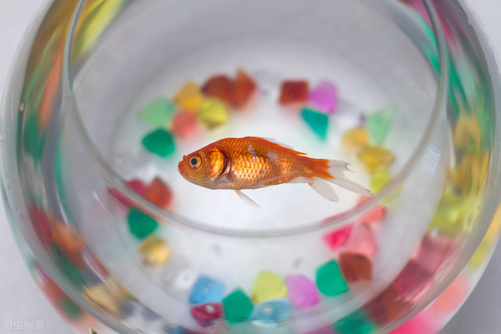 金鱼喜欢吃什么食物呢