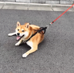 柴犬图片（附：柴犬贵离不开这几个原因）