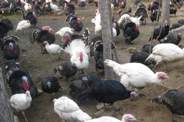 火鸡喜欢吃什么食物（附：火鸡吃什么长得最肥美）